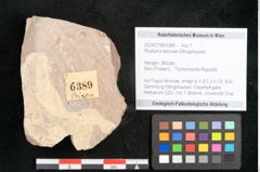 Foto (Objekt + Etikett) von Rhytisma feroniae Ettingshausen (NHMW-GEO-2024-0188-6389)